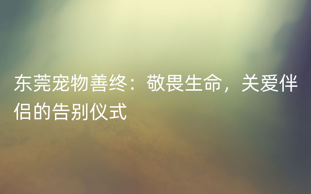 东莞宠物善终：敬畏生命，关爱伴侣的告别仪式