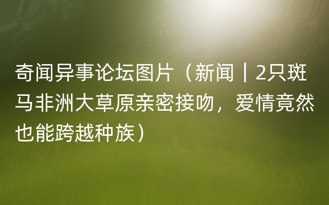 奇闻异事论坛图片（新闻｜2只斑马非洲大草原亲密接吻，爱情竟然也能跨越种族）