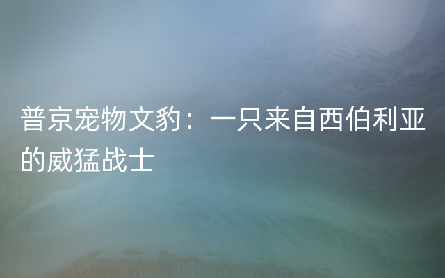 普京宠物文豹：一只来自西伯利亚的威猛战士