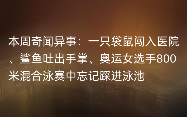 本周奇闻异事：一只袋鼠闯入医院、鲨鱼吐出手掌、奥运女选手800米混合泳赛中忘记踩进