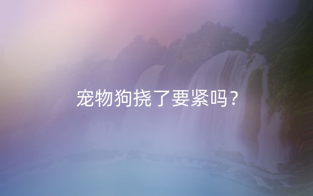 宠物狗挠了要紧吗？