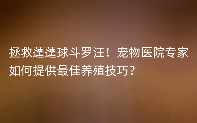 拯救蓬蓬球斗罗汪！宠物医院专家如何提供最佳养殖技巧？