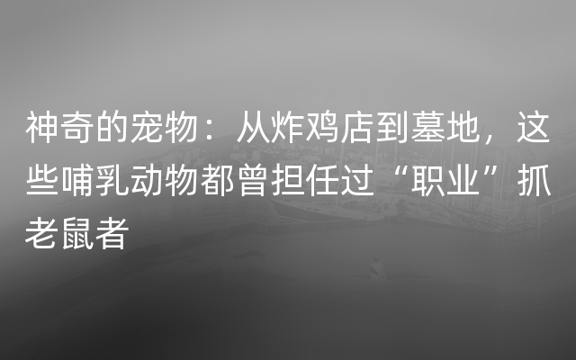 神奇的宠物：从炸鸡店到墓地，这些哺乳动物都曾担