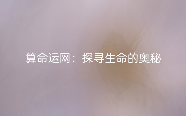 算命运网：探寻生命的奥秘