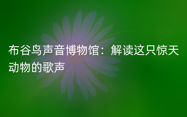 布谷鸟声音博物馆：解读这只惊天动物的歌声