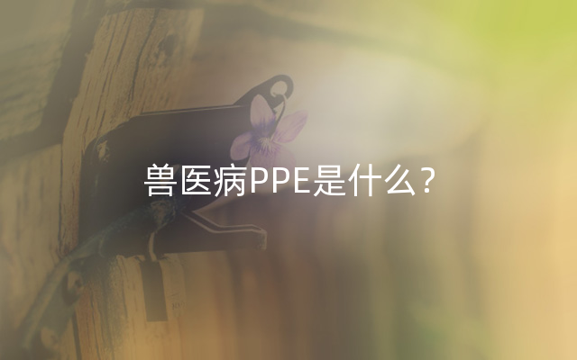 兽医病PPE是什么？