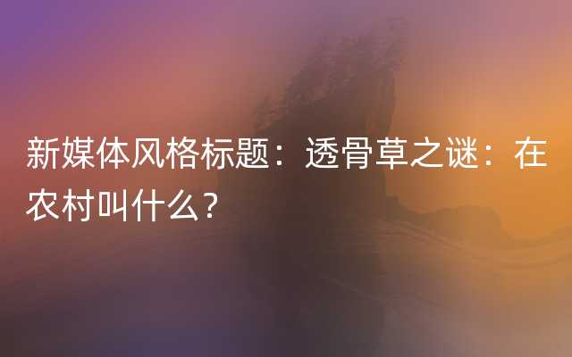 新媒体风格标题：透骨草之谜：在农村叫什么？