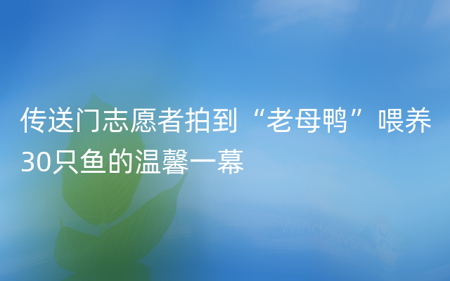 传送门志愿者拍到“老母鸭”喂养30只鱼的温馨一幕