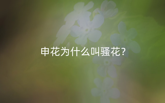 申花为什么叫骚花？