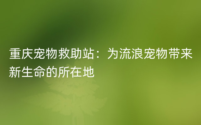 重庆宠物救助站：为流浪宠物带来新生命的所在地